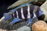 picture of Cyphotilapia Frontosa Cichlid Med                                                                    Cyphotilapia frontosa