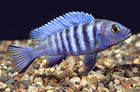 picture of Jalo Reef Cynotilapia Afra Cichlid Reg                                                               Cynotilapia afra