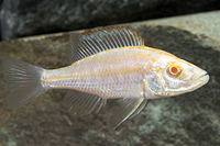 picture of Albino Dimidochr. Compressiceps Cichlid Reg                                                          Dimidiochromis compressiceps 'Albino'