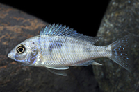 picture of Cyrtocara Moorii Cichlid Reg                                                                         Cyrtocara moorii