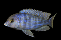 picture of Cyrtocara Moorii Cichlid Med                                                                         Cyrtocara moorii