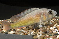 picture of Haplochromis Obliquidens Cichlid Reg                                                                 Haplochromis obliquidens