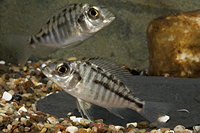 picture of Red Empress Cichlid Reg                                                                              Protomelas taeniolatus