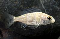 picture of Fenestratus Cichlid Med                                                                              Protomelas fenestratus