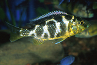 picture of Venustus Cichlid Reg                                                                                 Nimbochromis venustus