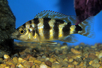 picture of VC-10 Placidochromis Milomo Cichlid Reg                                                              Placidochromis milomo 'VC-10'