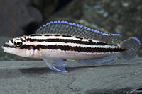 picture of Julidochromis Dickfeldi Cichlid Reg                                                                  Julidochromis dickfeldi