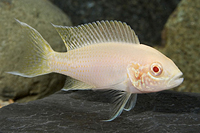 picture of Albino Neolamprologus Brichardi Cichlid Reg                                                          Neolamprologus brichardi 'Albino'