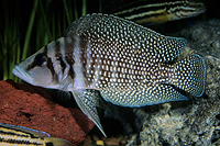 picture of Black Altolamprologus Calvus Cichlid Reg                                                             Altolamprologus calvus 'Black'