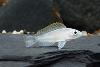 picture of Lamprologus Caudopunctatus Cichlid Reg                                                               Lamprologus caudopunctatus