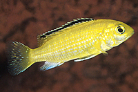 picture of Lemon Yellow Labido Caeruleus Cichlid Med                                                            Labidochromis caeruleus 'Lemon Yellow'