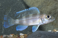 picture of Neolamprologus Tretocephalus Cichlid Reg                                                             Neolamprologus tretocephalus