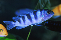 picture of Kenyi Maylandia Lombardoi Cichlid Reg                                                                Maylandia lombardoi