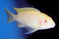 picture of Albino Zebra Cichlid Reg                                                                             Maylandia zebra 'Albino'