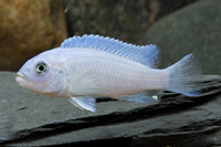 picture of Cobalt Blue Zebra Cichlid Reg                                                                        Maylandia zebra 'Cobalt'