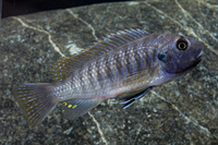 picture of Ice Blue Redtop Cobalt Zebra Cichlid Reg                                                             Maylandia zebra