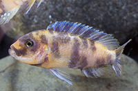 picture of Red Blotch Zebra Cichlid Reg                                                                         Maylandia zebra