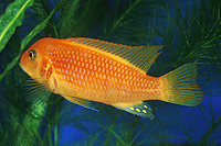 picture of Red Zebra Cichlid Med                                                                                Maylandia zebra 'Red'