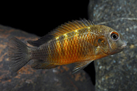 picture of Tropheus Bembas Cichlid Reg                                                                          Tropheus moorii 'Bemba Flame'