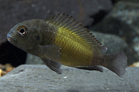 picture of Ikola Kaiser Tropheus Moorii Cichlid Reg                                                             Tropheus moorii var. Ikola