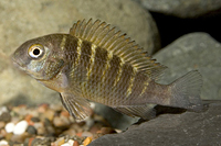 picture of Moliro Red Band Troph Moorii Cichlid Sml                                                             Tropheus moorii var. Moliro 'Red Band'