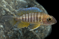 picture of Jacobfreibergi Peacock Cichlid Reg                                                                   Aulonocara jacobfreibergi