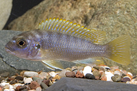 picture of Redtop Labidochromis Hongi Cichlid Reg                                                               Labidochromis sp. 'Hongi'