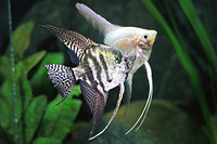 picture of Assorted Fancy Angel Reg                                                                             Pterophyllum scalare