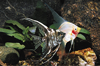 picture of Assorted Veil Angel Reg                                                                              Pterophyllum scalare