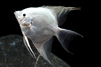 picture of Platinum Angel Reg                                                                                   Pterophyllum scalare