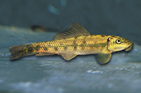 picture of Chinese Algae Eater Reg                                                                              Gyrinocheilus aymonieri