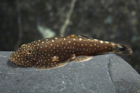 picture of Borneo Sucker Reg                                                                                    Gastromyzon punctatus