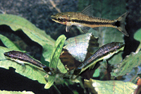 picture of Otocinclus Reg                                                                                       Otocinclus affinis