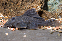 picture of Blue Panaque Pleco L239 Reg                                                                          Baryancistrus beggini 'l239'