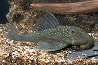 picture of Blue Phantom Pleco L128 Reg                                                                          Hemiancistrus sp. 'l128'