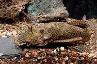 picture of Bristlenose Pleco L144a Med                                                                          Ancistrus sp. 'l144a'