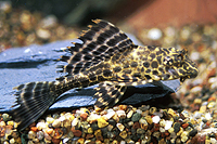picture of Colombian Spotted Pleco L165 Med                                                                     Pterygoplichthys gibbiceps 'l165'