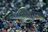 picture of Gold Nugget Pleco L018 Reg                                                                           Baryancistrus xanthellus 'l018'