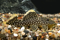 picture of Gold Nugget Pleco L018 Med                                                                           Baryancistrus xanthellus 'l018'