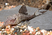 picture of Papa Lyretail Pleco L090 Reg                                                                         Panaque sp. 'l090'