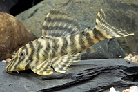 picture of Brown Zebra Pleco L271 Reg                                                                           Panaquolus sp. 'l271'