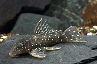 picture of Peppermint Pleco L030 Reg                                                                            Spectracanthicus punctatissimus