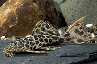 picture of Redtail Sternella Pleco L114 Reg                                                                     Pseudacanthicus cf. leopardus 'l114'