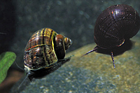 picture of Black Mystery Snail Reg                                                                              Pomacea bridgesii
