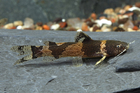 picture of Bumblebee Catfish Sml                                                                                Microglanis iheringi