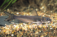 picture of Blue Channel Catfish Lrg                                                                             Ictalurus punctatus