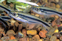 picture of Debauwi Catfish Reg                                                                                  Eutropiellus debauwi