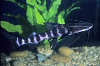 picture of False Tigrinus Catfish Reg                                                                           Brachyplatystoma juruense