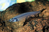 picture of Glass Catfish Reg                                                                                    Kryptopterus bicirrhis