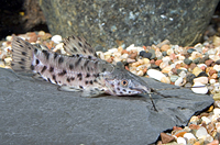 picture of Hoplo Catfish Reg                                                                                    Hoplosternum thoracatum